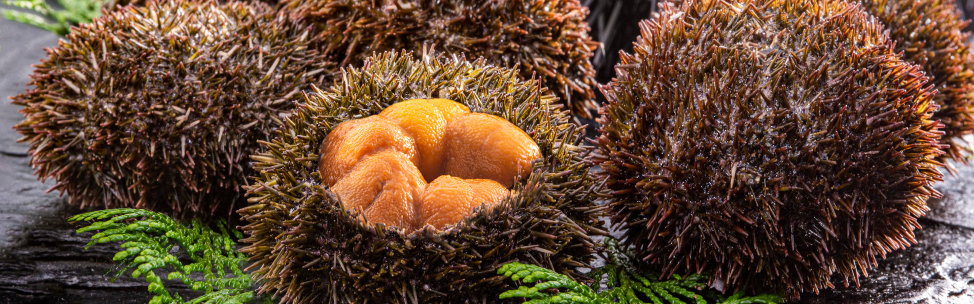 エゾバフンウニ – うにの匠 マルヒラ